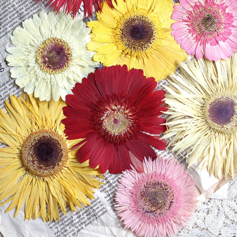Resin Art Sticker - 1개/7-9cm, 압화된 거베라 건조 꽃, 선샤인