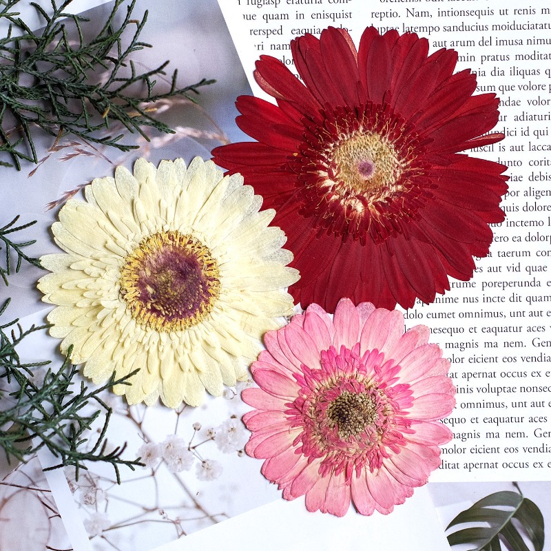 1개/7-9cm, 압화된 거베라 건조 꽃, 선샤인 컬러 - Resin Art Sticker 리뷰 및 가격