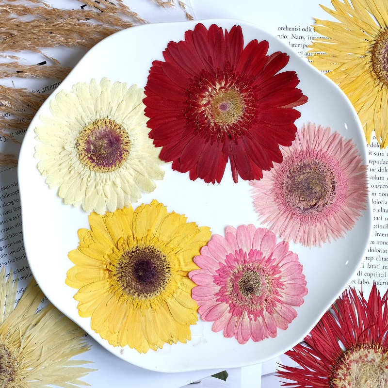1개/7-9cm, 압화된 거베라 건조 꽃, 선샤인 컬러 - Resin Art Sticker 리뷰 및 가격